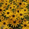 Rudbeckia Fulgida Var Speciosa